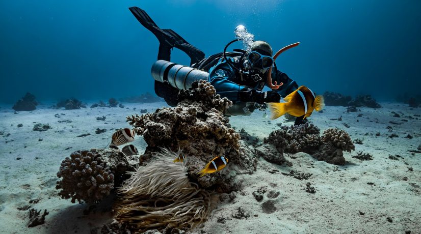 diver-9328628_1920